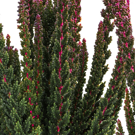 Vřes 'Skyline Havanna', antracitový – sazenice