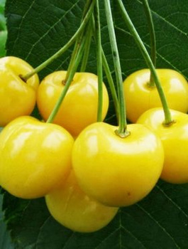 Třešeň Kanarková Žlutý kanár – sazenice s holým kořenem