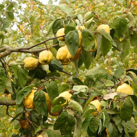Kdouloň hruškovitá Wolgogradzka měkkoplodá – sazenice s holým kořenem
