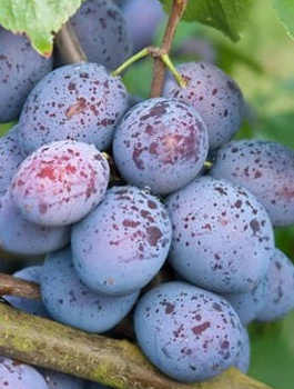 Švestka Haganta – sazenice s holým kořenem