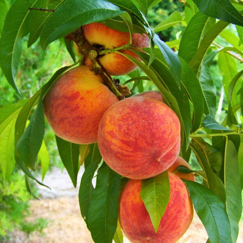 Startovací balíček Peach Jerseyland