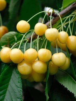 Třešeň Drogana žlutá – sazenice s holým kořenem