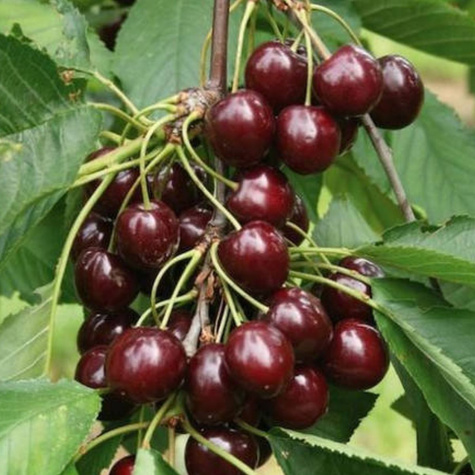 Třešeň Siestronka – sazenice s holým kořenem