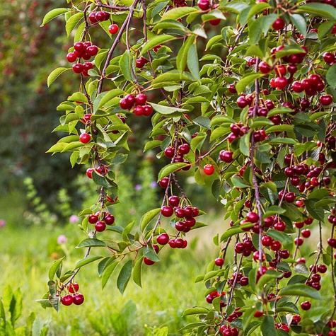 Višeň Debreceni Botermo – sazenice s holým kořenem