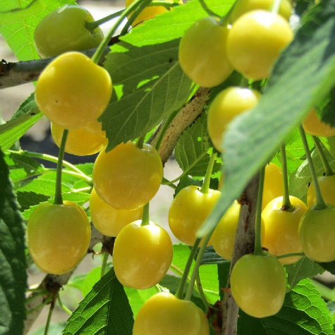 Třešeň sloupovitá Stark Gold – sazenice s holým kořenem