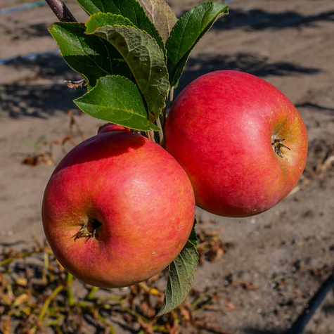 Jabloň Elstar – sazenice s holým kořenem