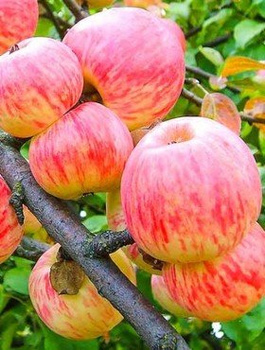 Jabloň Grafsztynek – sazenice s holým kořenem