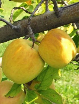 Jabloň Golden Delicious – sazenice s holým kořenem