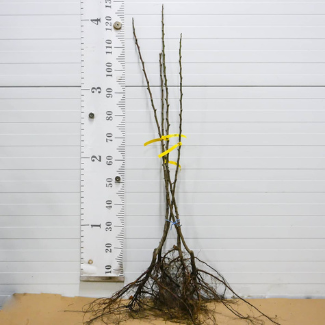 Hrušeň Bonkreta Williamsova Červená – sazenice s holým kořenem