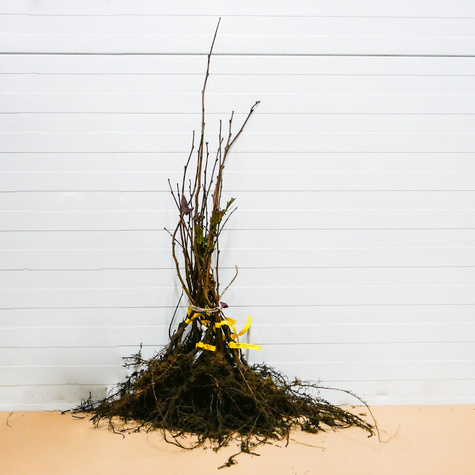 Líska Joanna – sazenice s holým kořenem