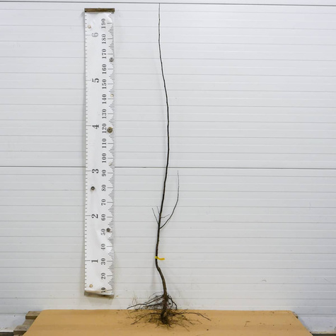 Kdoule jablečná Laskowicka – sazenice s holým kořenem