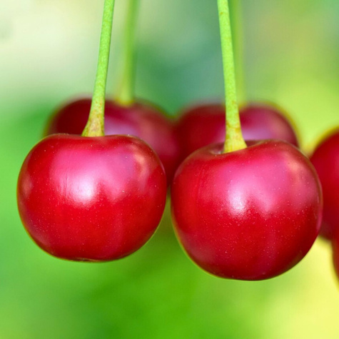 Northstar START PACK ® cherry