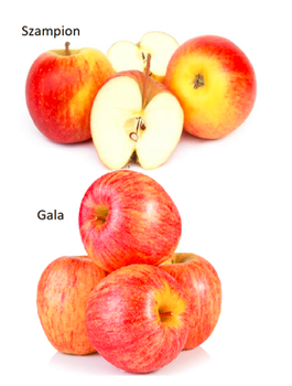 Duo jabloň Szampion + Gala – sazenice s holým kořenem