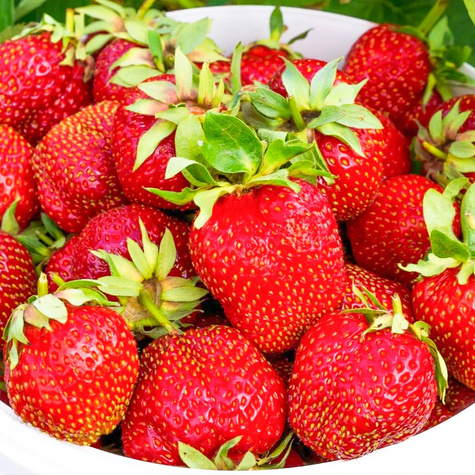 10 ks. Sazenice jahodníku 'Dukat'