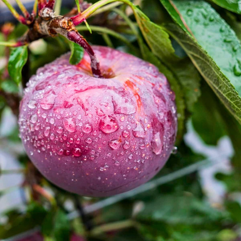 Jabloň Červeného prince STARTOVNÍ BALÍČEK