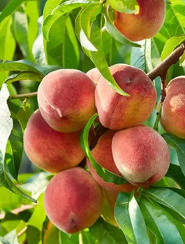 Broskvoň sloupovitá Honey zakrslá