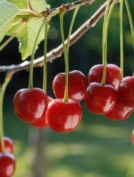 Višeň Sabina – sazenice s holým kořenem