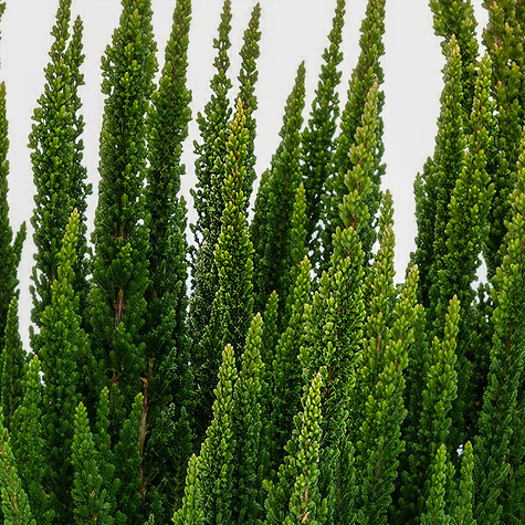 Vřes 'Skyline Stockholm', zelený – sazenice