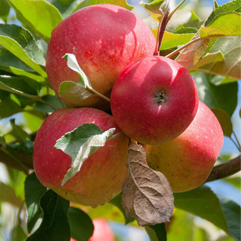 Jabloň Gala Must – sazenice s holým kořenem