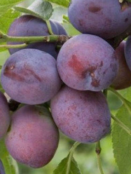 Švestka Herman – sazenice s holým kořenem