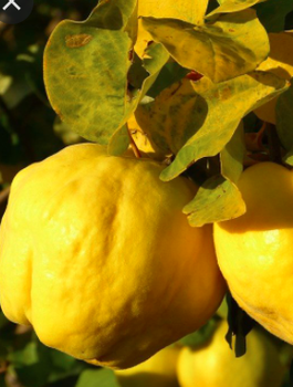 Kdoule jablečná Uśpiech – sazenice s holým kořenem