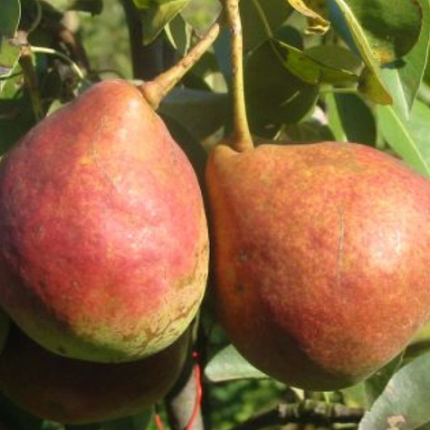 Hrušeň Dicolor – sazenice s holým kořenem