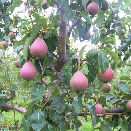 Radana START PACK ® hruška