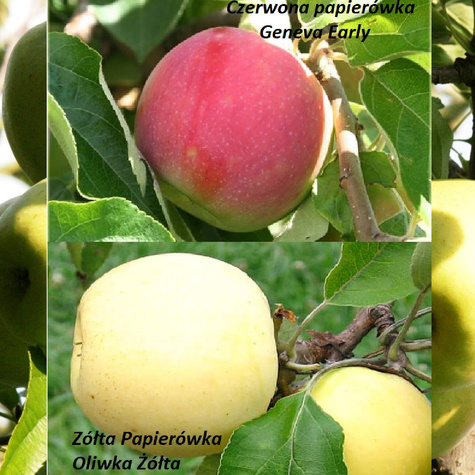 Duo Jabloň Červená a Žlutá Papierowka – sazenice s holým kořenem