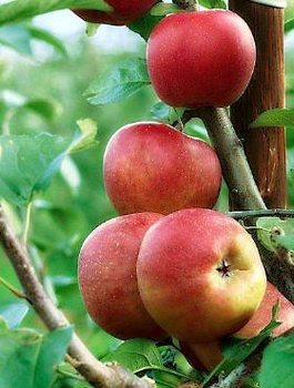 Jabloň Cesarz Wilhelm – sazenice s holým kořenem