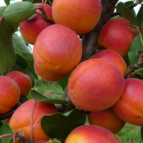 Meruňka Early Blush – sazenice s holým kořenem