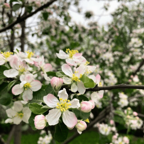 Jabloň Zlatá Reneta – sazenice s holým kořenem