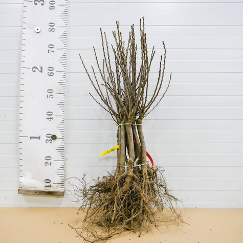 Mini višeň zakrslá Piemont – sazenice s holým kořenem