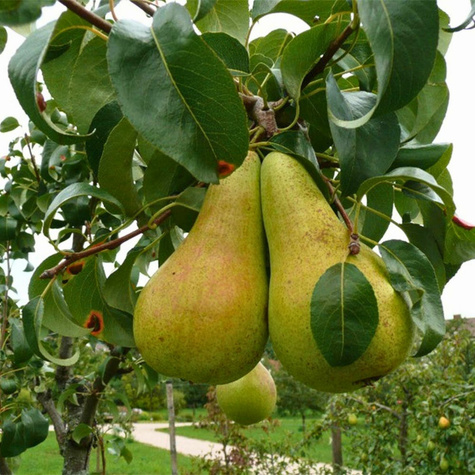 Concorde hruška START PACK ®