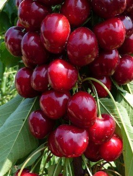 Třešeň zakrslá Lapins (Gisela 5) – sazenice s holým kořenem