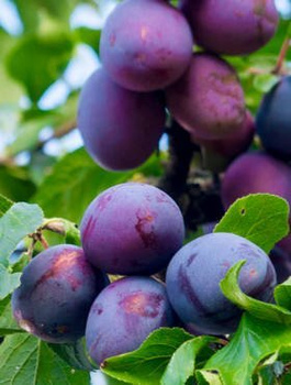 Švestka President – sazenice s holým kořenem