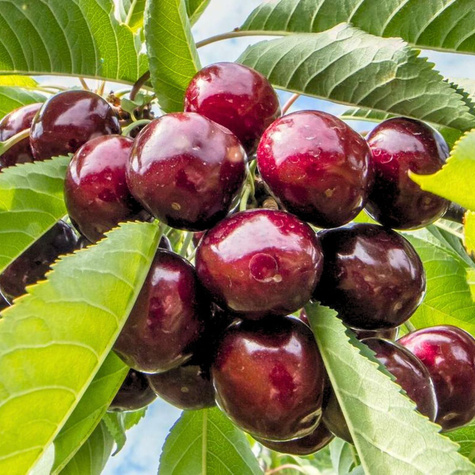 Třešeň zakrslá Sam – sazenice s holým kořenem