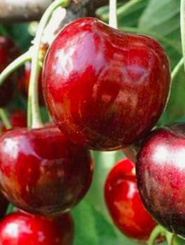 Třešeň Irena – sazenice s holým kořenem