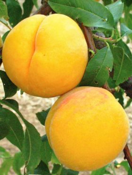 Broskvoň Katherina – sazenice s holým kořenem