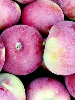 Jabloň Lobo – sazenice s holým kořenem