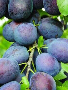 Švestka Taste – sazenice s holým kořenem