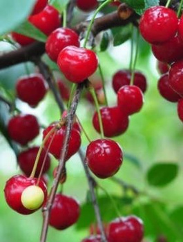 Višeň Northstar – sazenice s holým kořenem