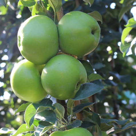 Jabloň sloupovitá Green Cats — sazenice s holým kořenem