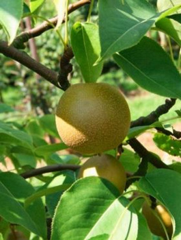 Hrušeň asijská Early Shu – sazenice s holým kořenem