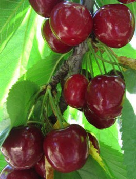 Třešeň Van – sazenice s holým kořenem