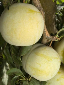 Švestkomeruňka Flawour Queen – sazenice s holým kořenem