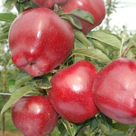 Jabloň Red Chief Camspur START PACK ®