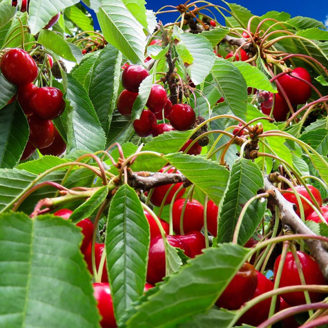 Višeň Szklanka Wielka (Velká Skleněná) – sazenice s holým kořenem