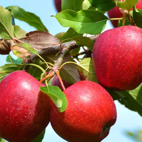 Duo Jabloň Antonovka + Malinovka – sazenice s holým kořenem