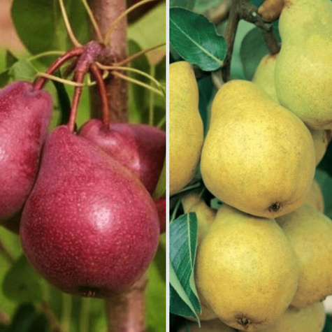 Duo hrušeň Williams a Williams Red – sazenice s holým kořenem