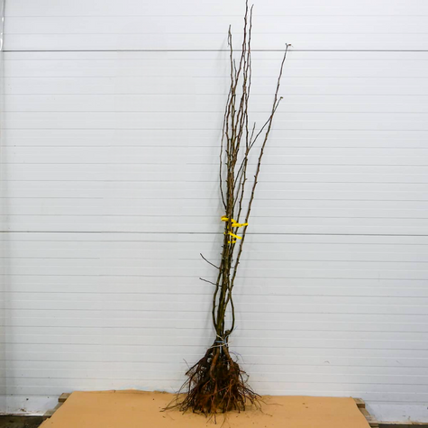 Hrušeň Williamsova – sazenice s holým kořenem